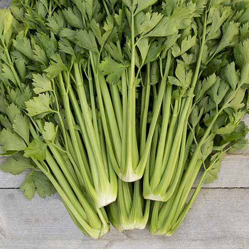 A square image of freshly harvested and cleaned 'Tango' celery set on a wooden surface.