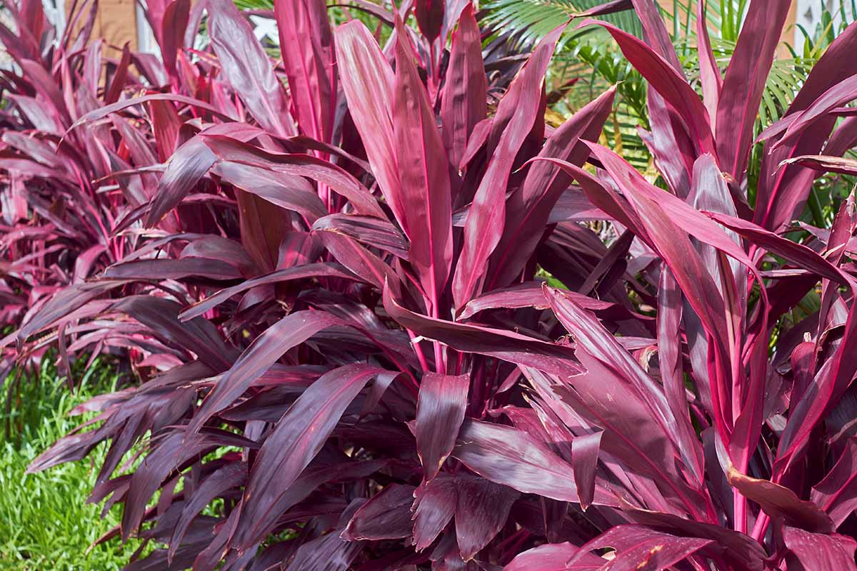 A horizontal image of dark red ti plants growing outdoors next to grass and palm leaves.