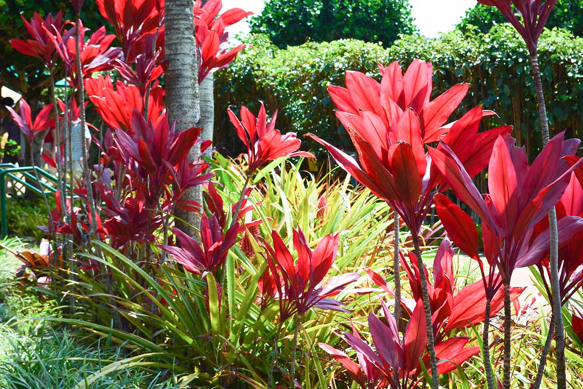 A horizontal image of bright red Hawaiian ti plants growing from tall, skinny stalks in a line among leafy perennials and taller trees in an outdoor parking lot.