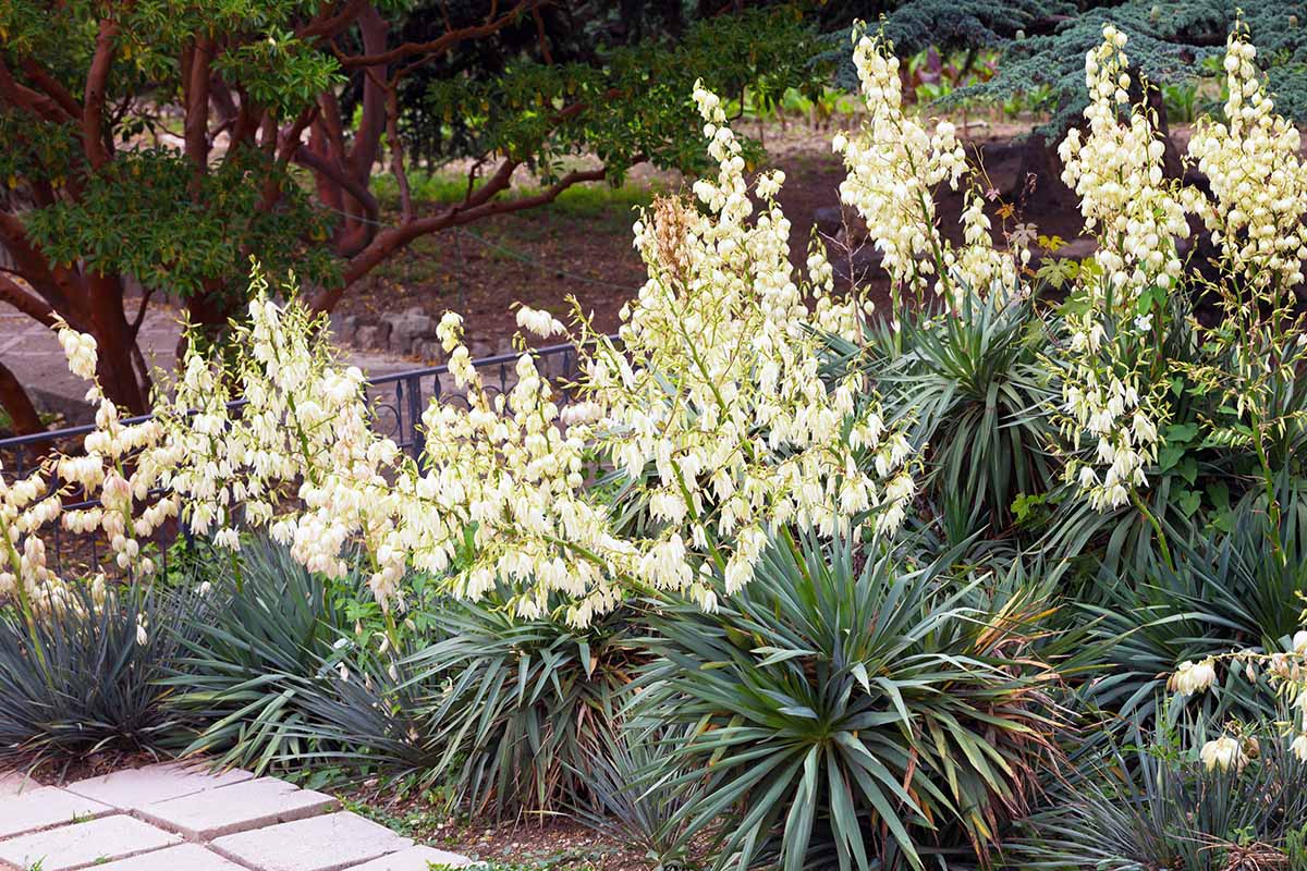 A horizontal image of rows of flowering yucca plants lining a pathway in a botanical garden.