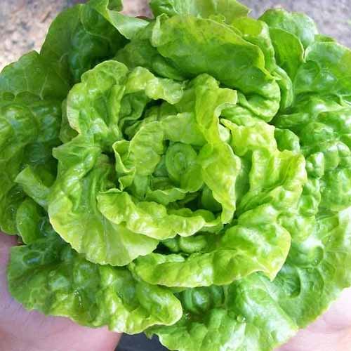 A square image of 'Tom Thumb' lettuce pictured on a soft focus background.