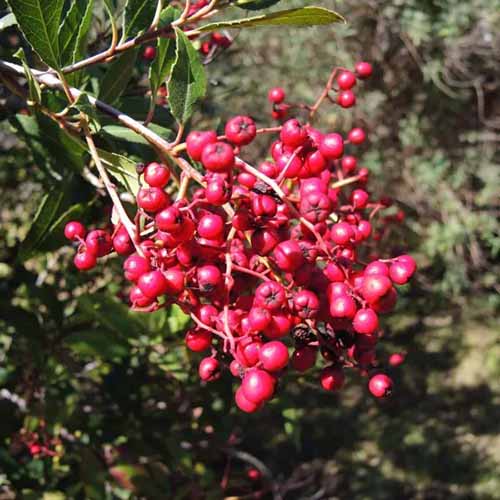 A square close up shot of a toyon branch packed full of red berries.
