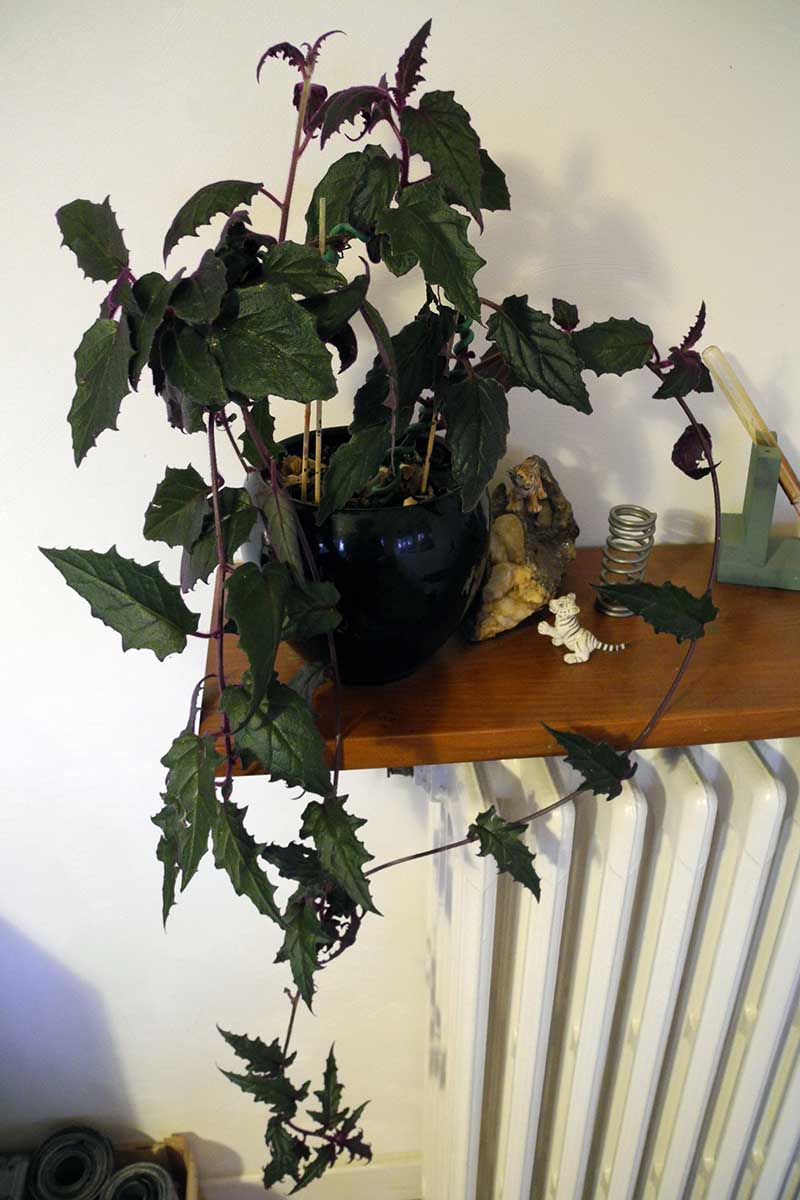 A vertical image of a potted purple passion plant with trailing leaves and stems on a wooden shelf indoors.