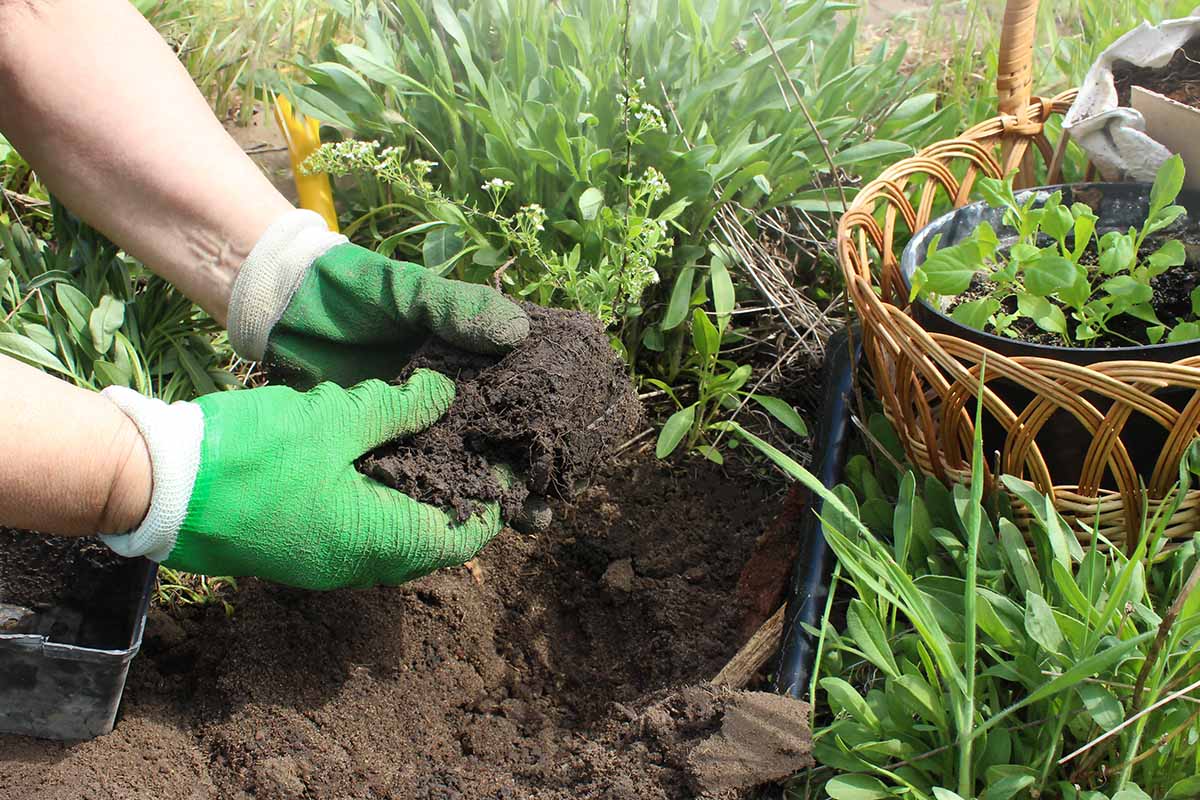 A horizontal close up of a woman's hands in green gardening gloves removing the roots of a bush from the ground, and preparing the transplant for planting.