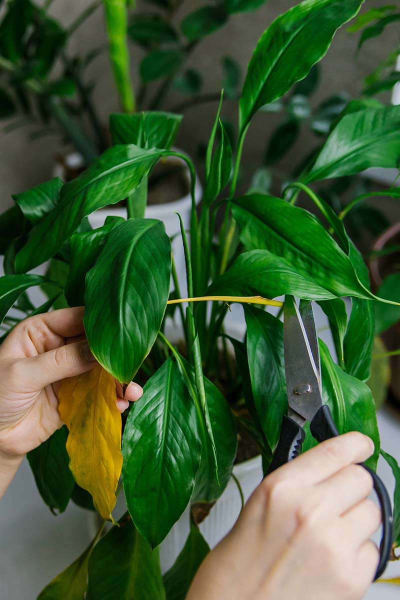 A close up vertical image of an indoor gardener trimming yellow leaves from a Spathiphyllum growing in a small pot.
