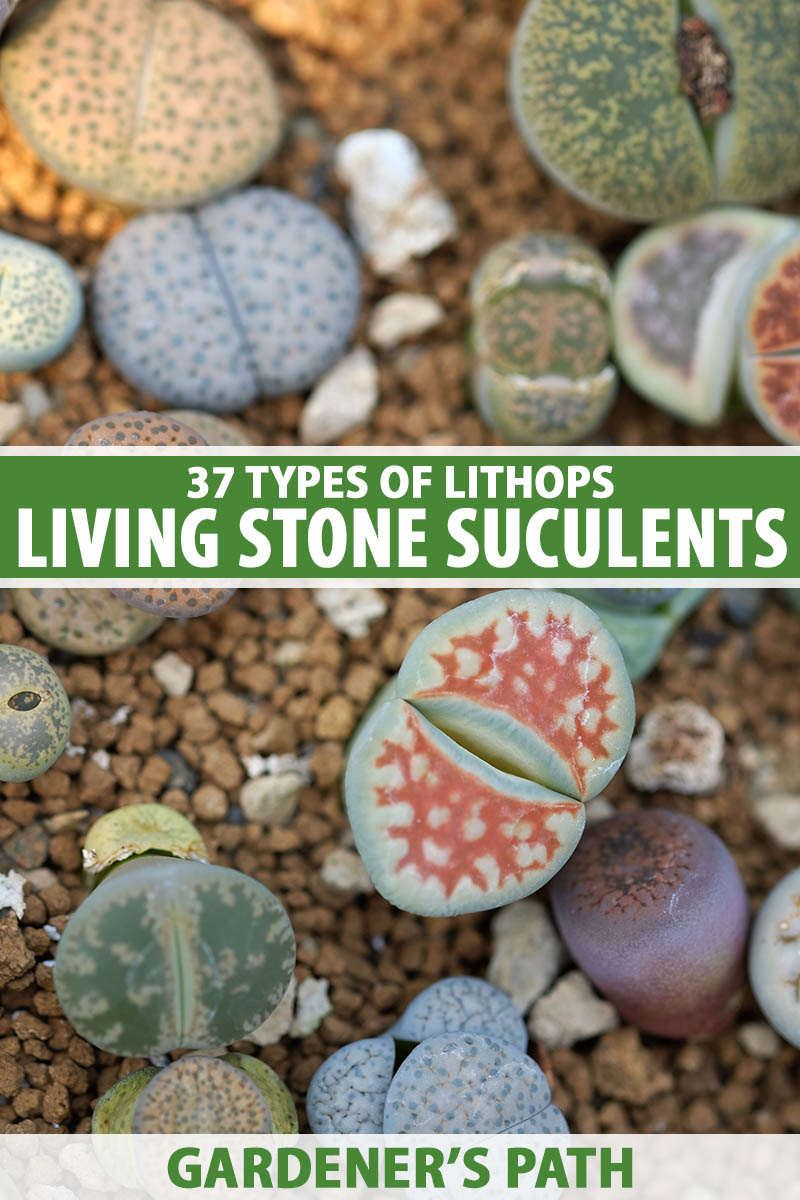 A close up vertical image of a selection of different lithops living stone succulents. To the center and bottom of the frame is green and white printed text.