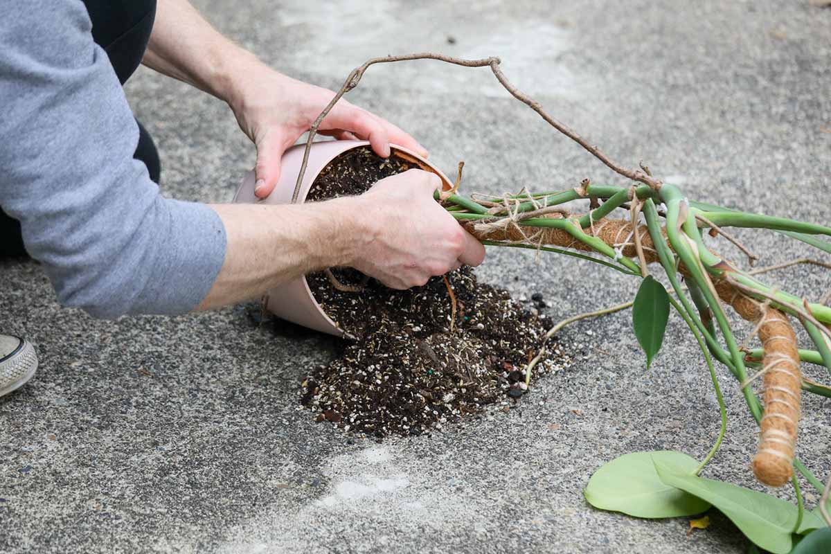 A close up horizontal image of a gardener removing a monstera specimen from a small pot.