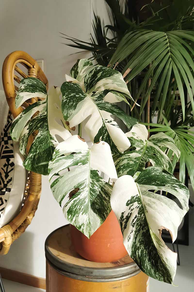 A close up vertical image of a beautiful variegated monstera plant growing in a terra cotta pot set on a stand indoors.