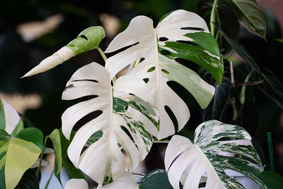 A close up horizontal image of the variegated leaves of a monstera growing indoors pictured on a soft focus background.