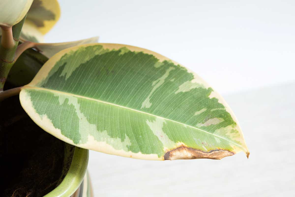 A horizontal shot of a variegated rubber tree leaf with browning along the edges of the leaf.