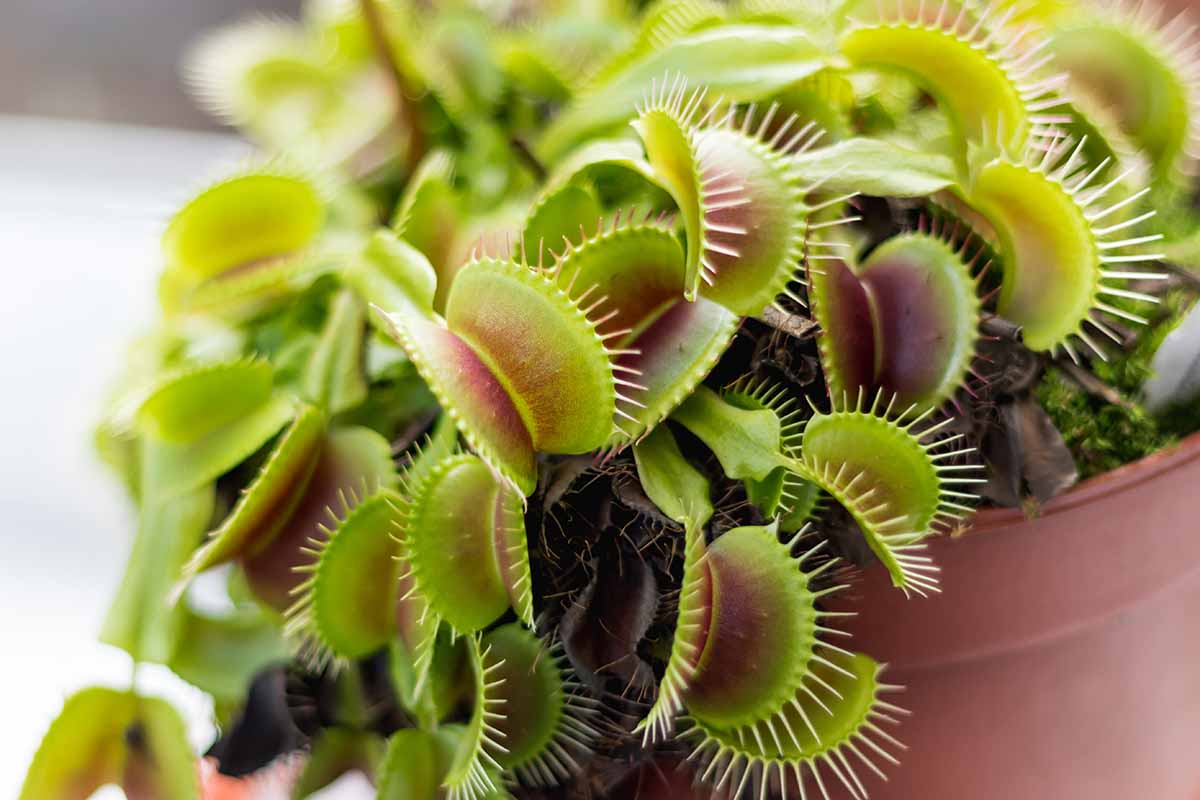 A close up horizontal image of a Venus flytrap plant growing in a small pot indoors.