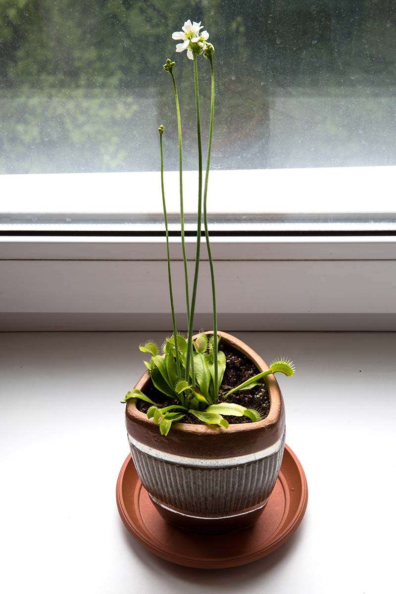 A close up vertical image of a potted Venus flytrap in bloom with a tall flower stalk, growing in a pot set on a windowsill.