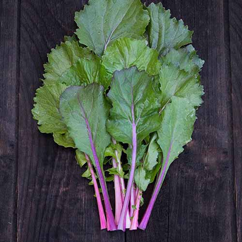 A close up of freshly harvested 'Vivid Choi' bok choy set on a wooden surface.
