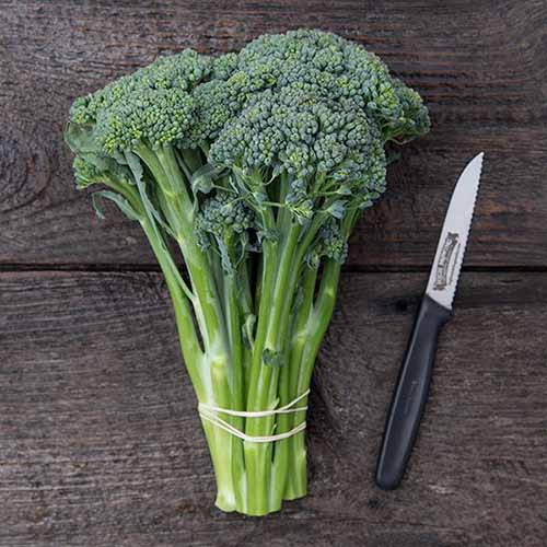 A square image of freshly harvested bunch of 'Waltham 29' sprouting broccoli held together with an elastic band set on a wooden surface.