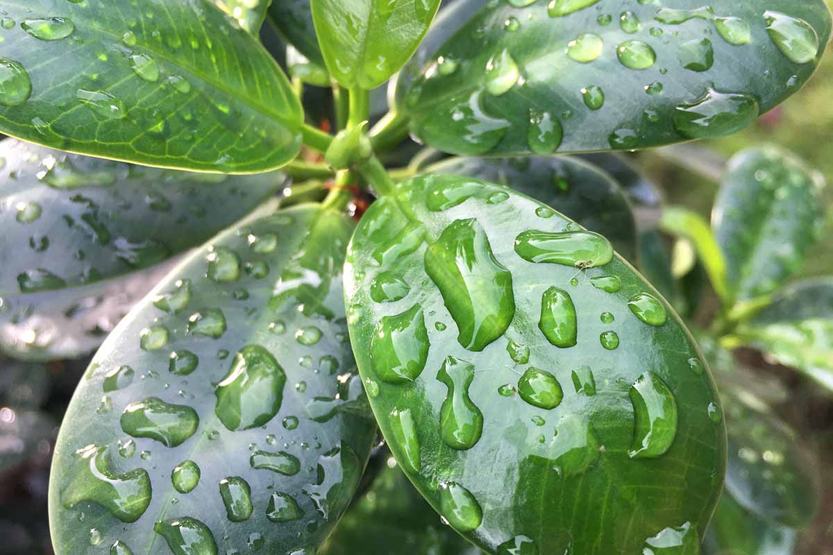 A horizontal close-up of water droplets on four glossy dark green ginseng ficus leaves.