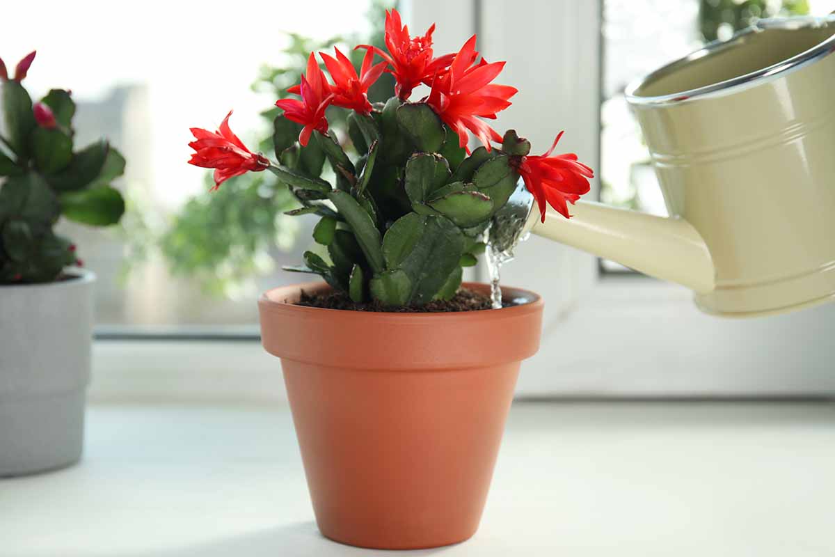 A horizontal image of a red-flowered Schlumbergera plant in a brown ceramic pot being watered with a cream-colored watering can indoors.