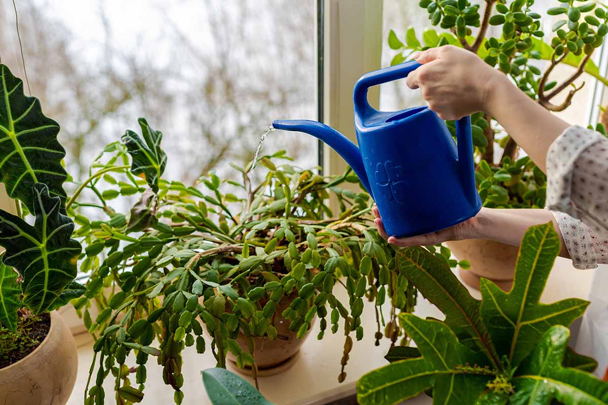 A horizontal photo of a holiday cactus surrounded by other houseplants in a windowsill. To the right of the plant is a woman's hands and a blue watering can getting ready to water the plant.