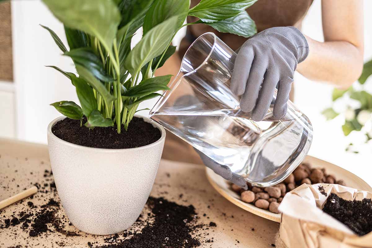 A horizontal closeup of a gardener's hands in gray gardening gloves watering a peace lily potted in a white ceramic pot.
