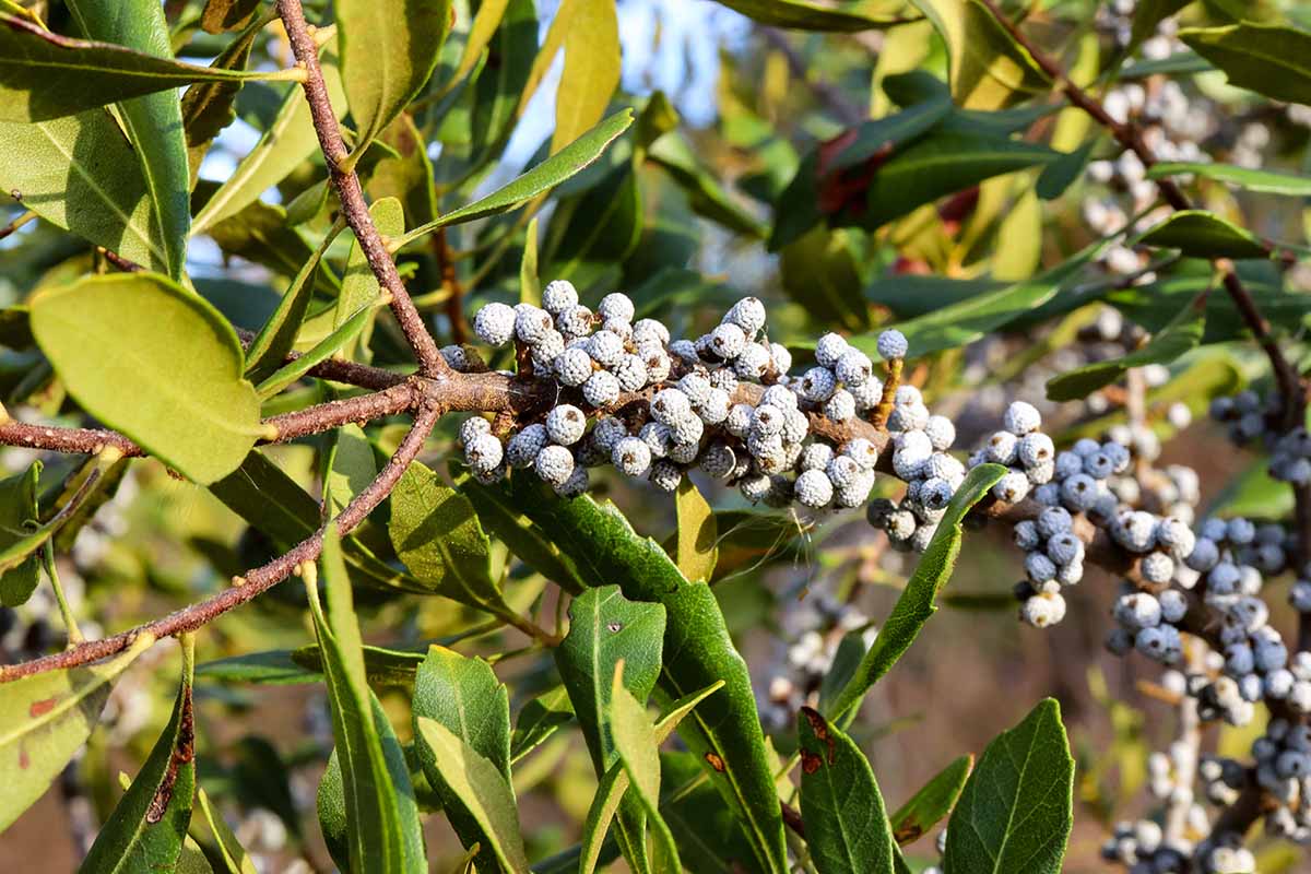 A horizontal shot of a wax myrtle tree growing in the garden. Along the branch of foliage are small whiteish-blue berry clusters.
