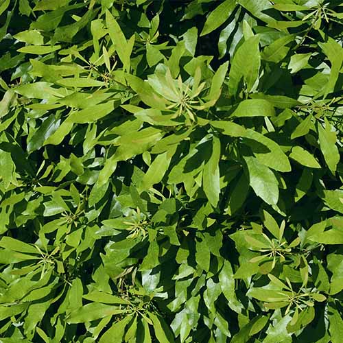 A square close-up of a wax myrtle tree with glossy green foliage.