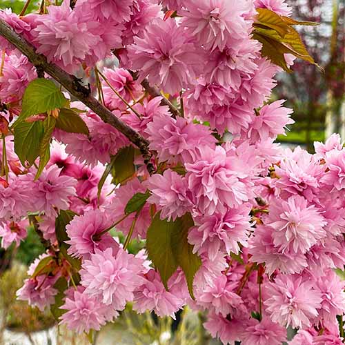 A close up square image of the pink flowers of Weeping Extraordinaire flowering cherry.