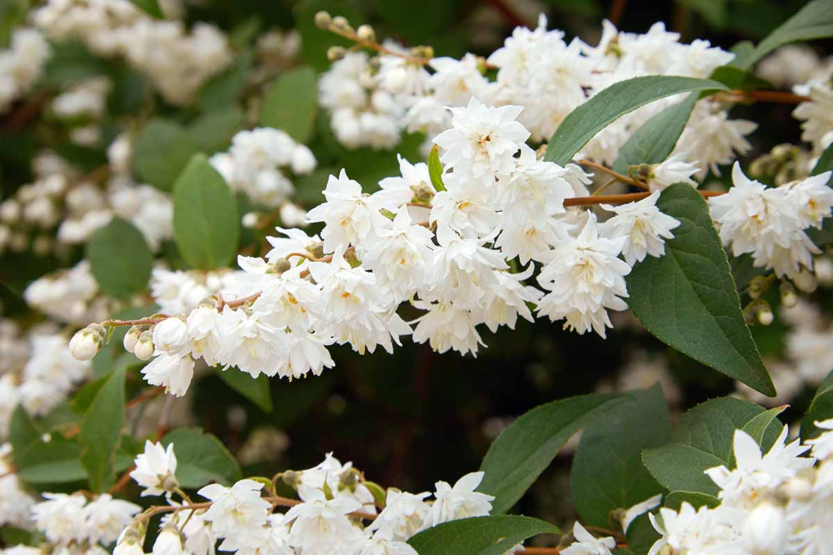 A close up horizontal image of white deutzia flowers growing in the garden.