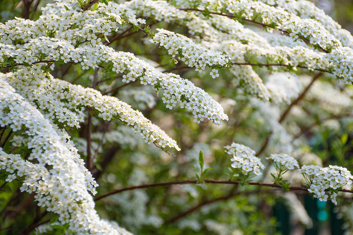 A horizontal close up of white flowered spirea branches on a bright spring morning.