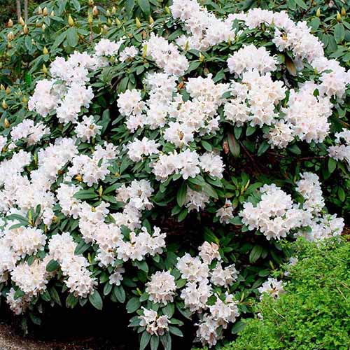 A square image of a white rhododendron shrub growing in the garden.