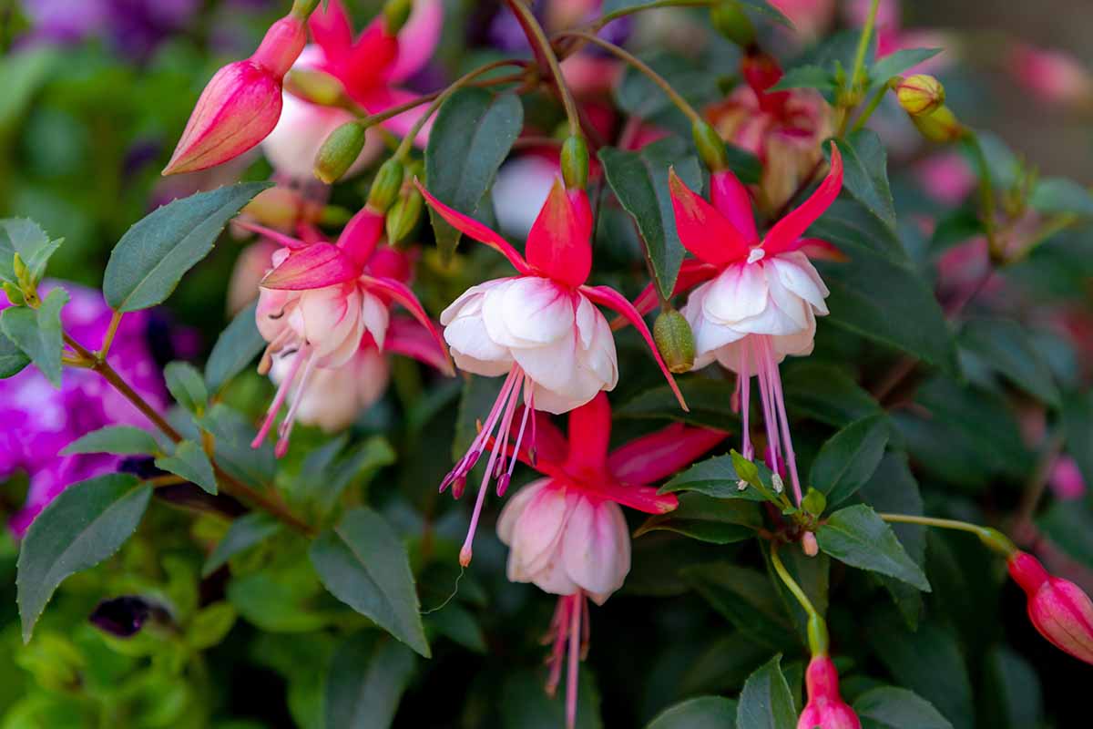 A horizontal image of red and white fuchsia flowers pictured on a soft focus background.