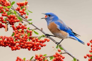 A horizontal shot of a bluebird eating a red berry perched on the limb of a tree with many clusters of red berries hanging off the branch.