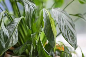 A horizontal close up shot of several wilted leaves of a peace lily plant.