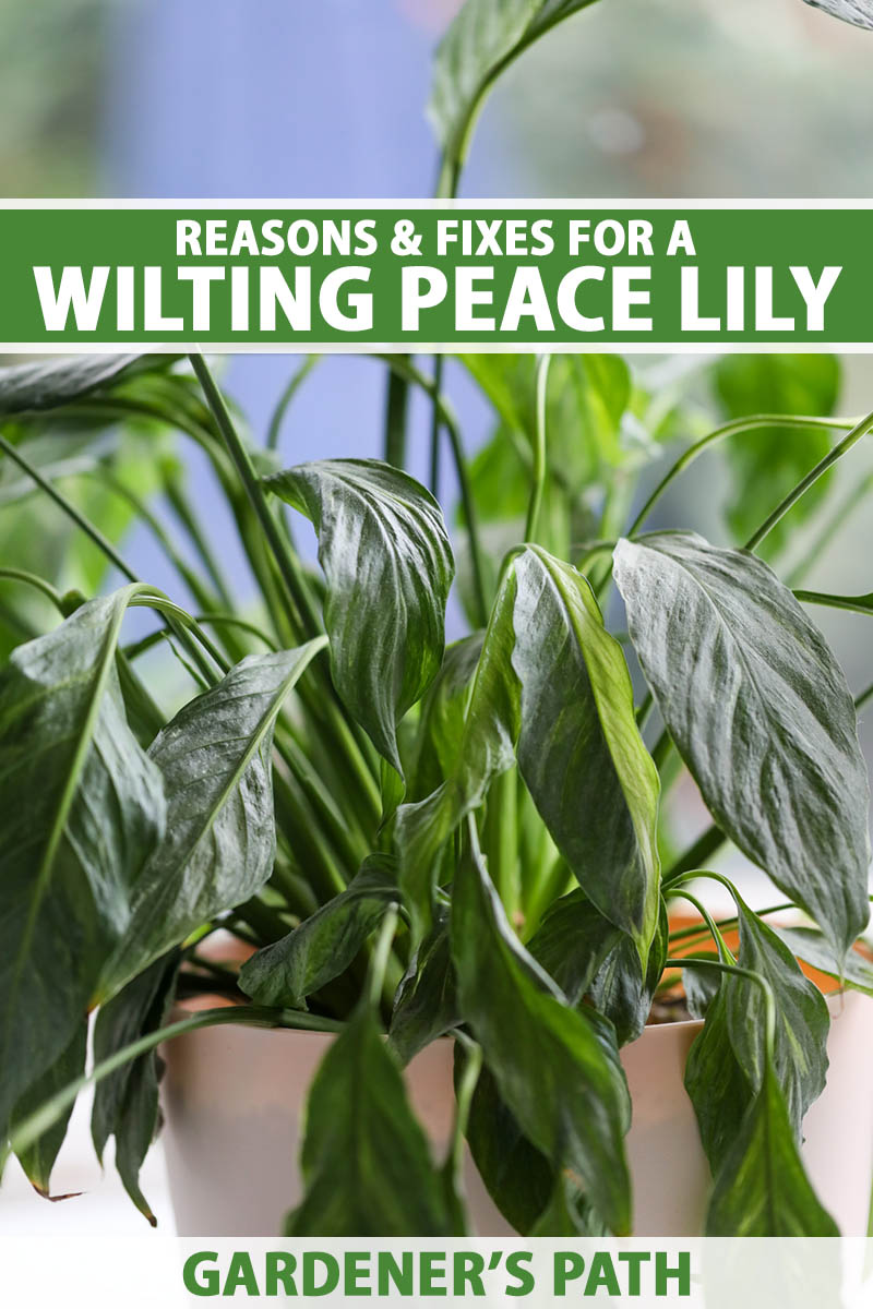 A vertical photo of a peace lily plant wit leaves wilting over the white pot. Along the center and bottom of the frame is green and white text.