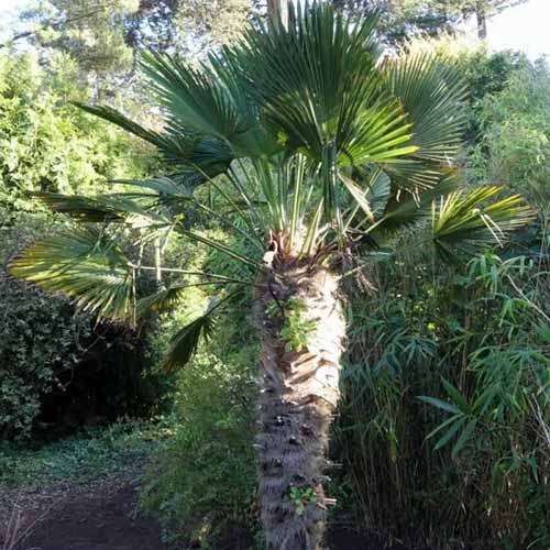 A close up square image of a windmill palm growing in the garden pictured in light sunshine.