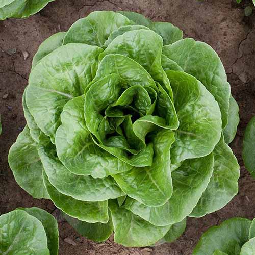 A close up square image of a single 'Winter Density' lettuce growing in the garden.