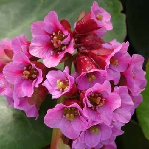 A square image of the pink flowers of 'Winter Glow' bergenia pictured on a soft focus background.