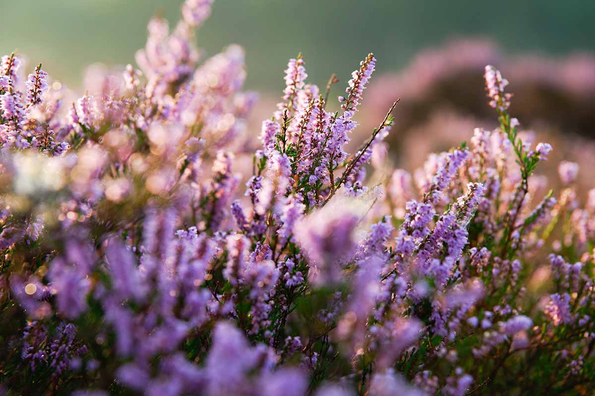 A horizontal image of flowering winter heath pictured in evening sunshine on a soft focus background.