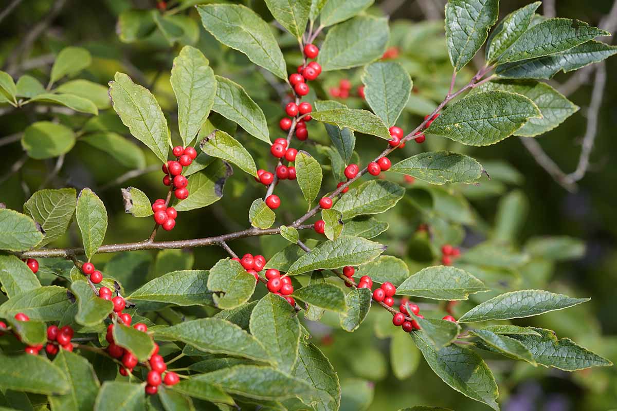 A close up horizontal image of the textured foliage and bright red fruits of Ilex verticillata growing in the garden pictured on a soft focus background.