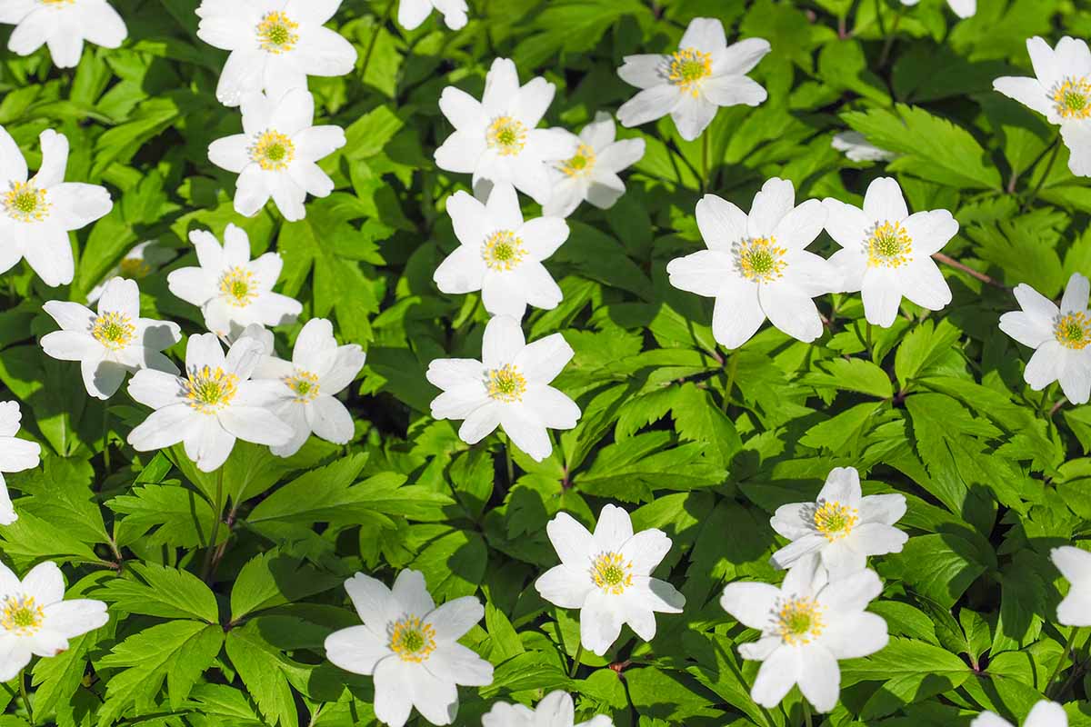 A close up horizontal image of white wood anemones growing in a sunny garden.