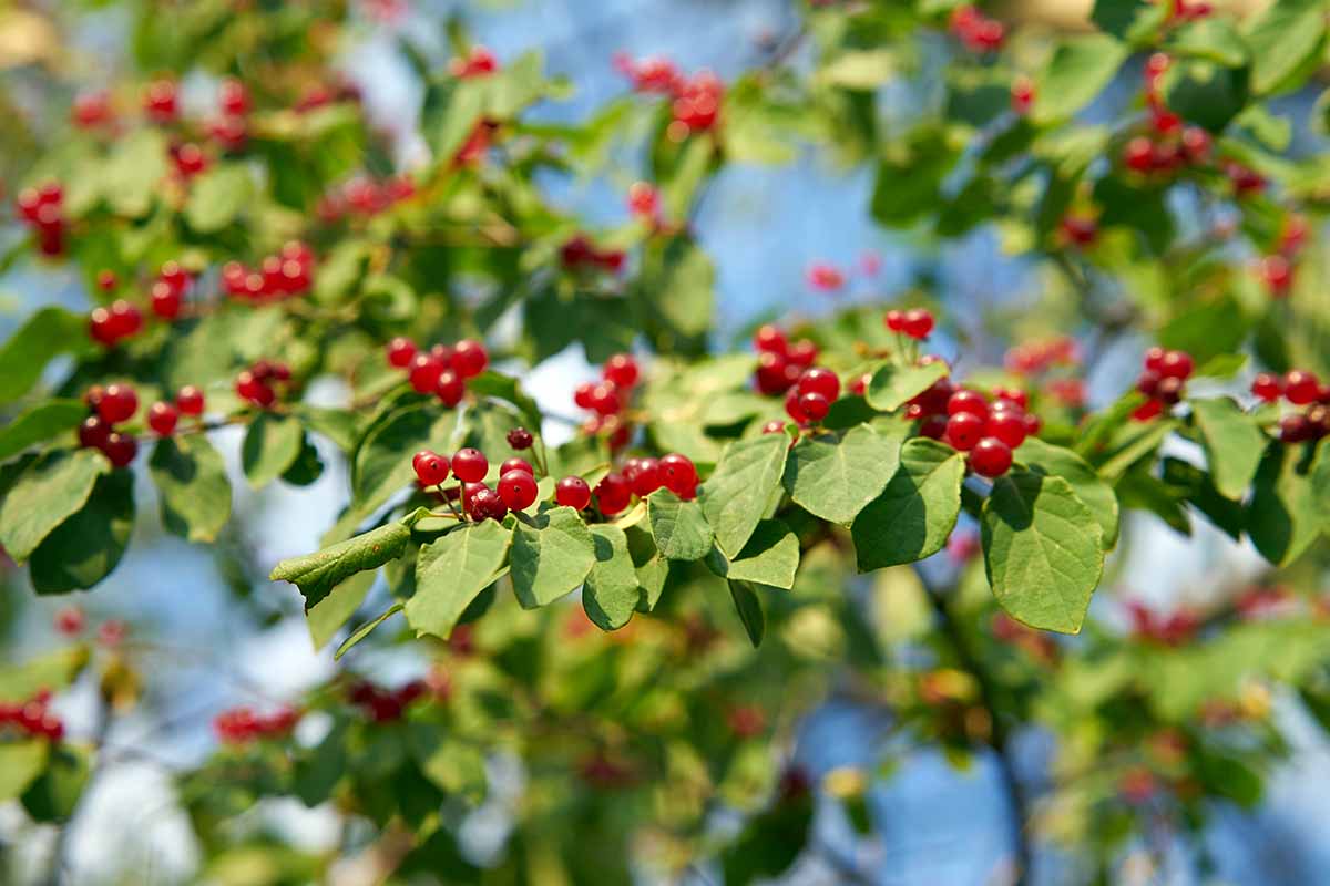 A horizontal image of the berries and foliage of yaupon holly (Ilex vomitoria) growing in the garden pictured in light sunshine.