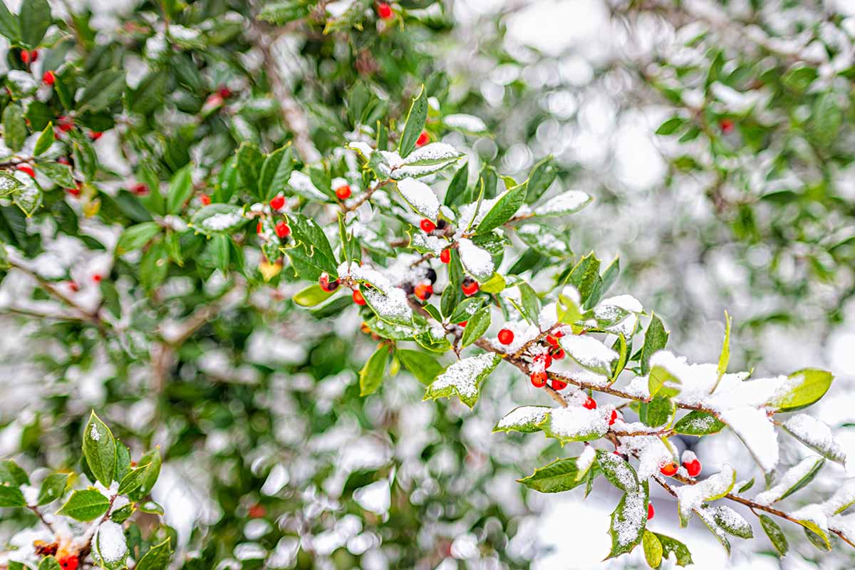 A horizontal photo of yaupon holly growing in the garden. In the background is the shrub is out of focus, and in the foreground one snow-covered branch is highlighted with green glossy foliage and dotted with red berries along the limb.