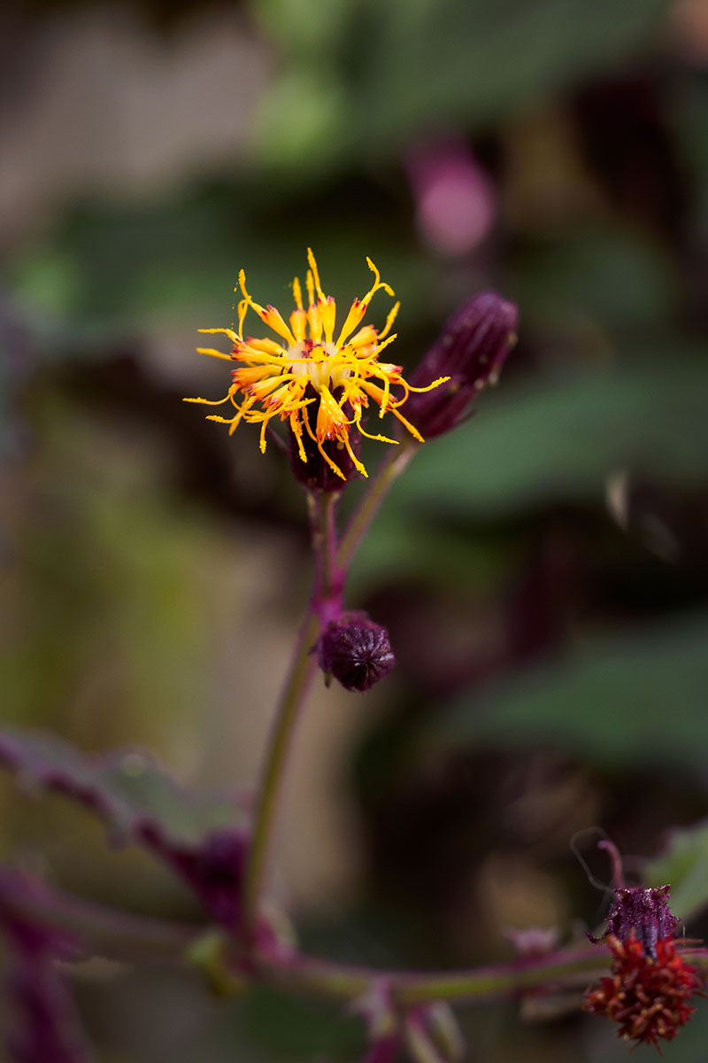 A vertical shot of the a yellow flower of a purple passion species (Gynura aurantiaca) outdoors in front of a blurry background.