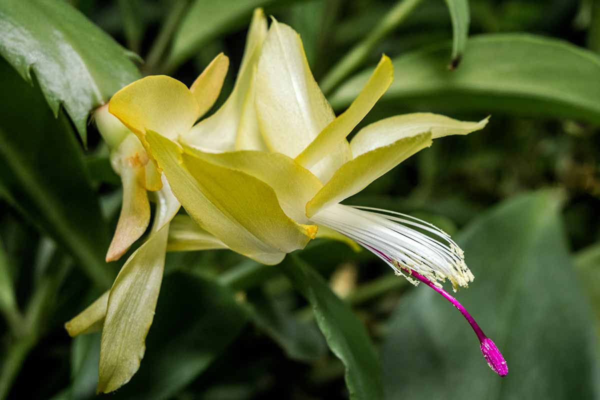 A horizontal image of the yellow flower of a Schlumbergera truncata growing in front of greenhouse greenery.
