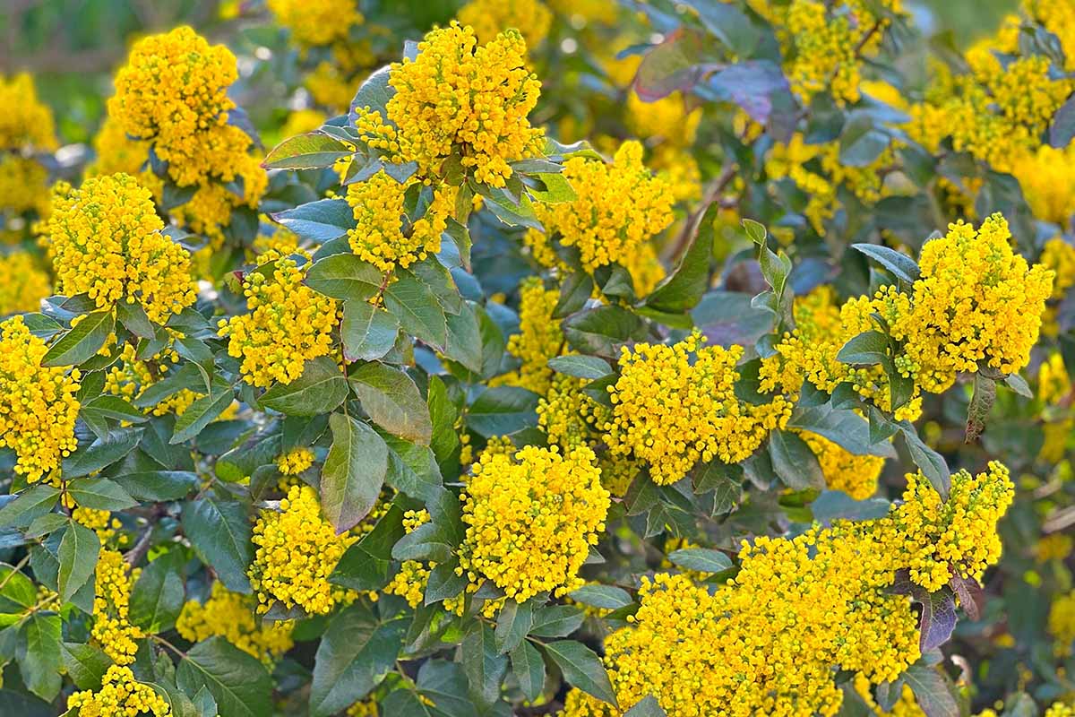 A close up horizontal image of the yellow flowers and green foliage of Oregon grape holly.