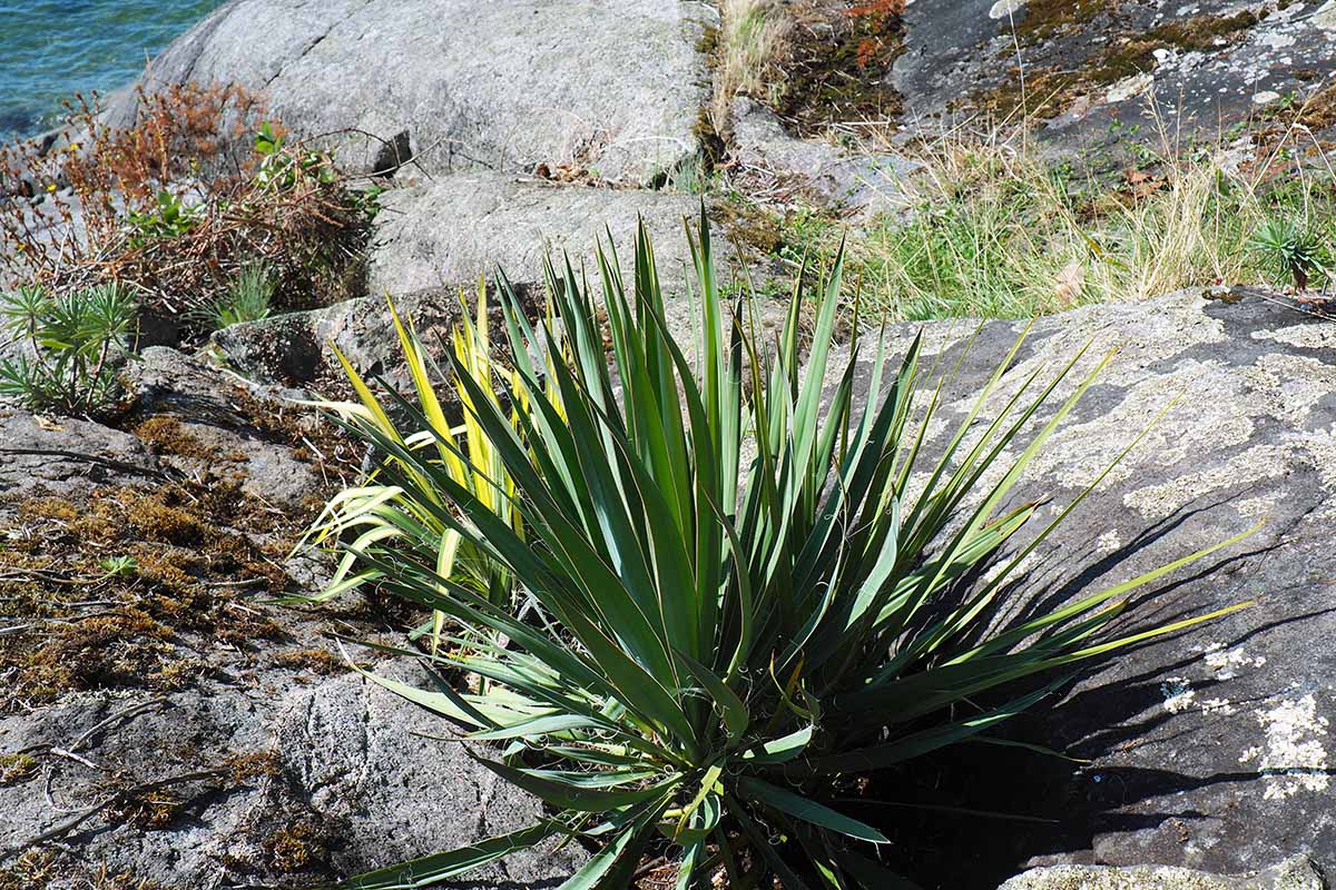 A close up horizontal image of yucca plants growing in between large rocks.