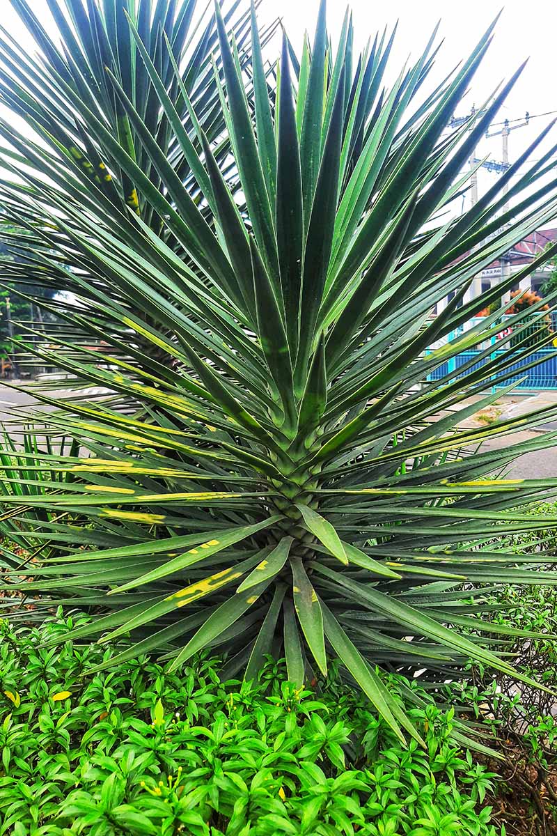 A close up vertical image of large yucca plants growing as a barrier or screen.