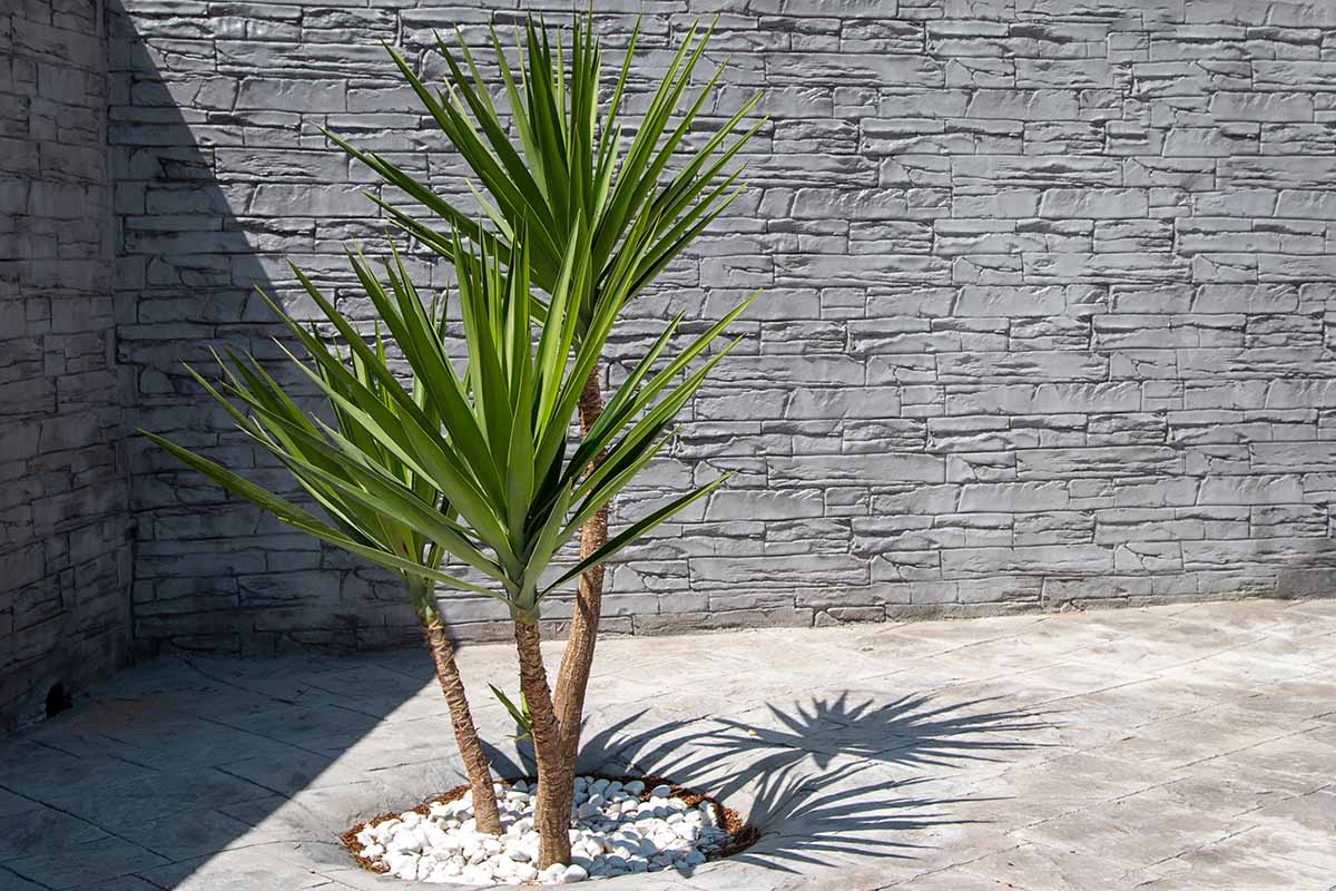 A horizontal image of a yucca in a planter in the corner of a concrete deck, pictured in bright sunshine.