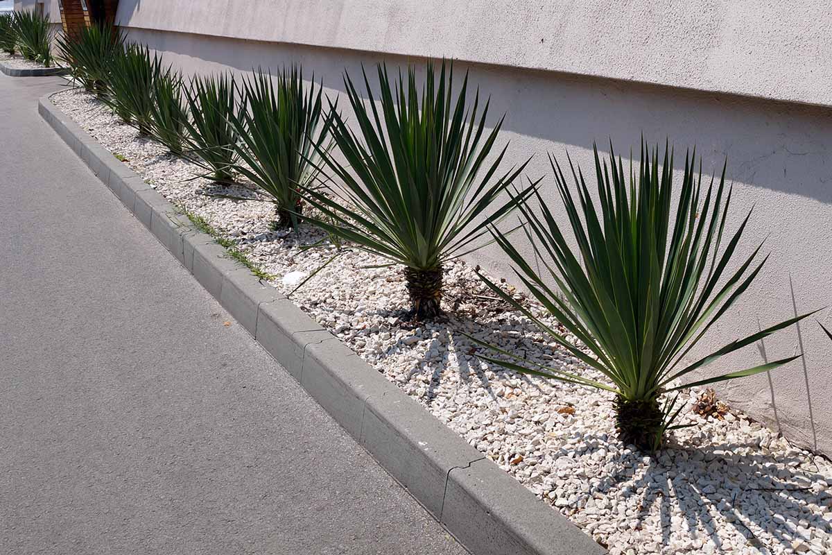 A horizontal image of yucca plants growing in a row outside a residence surrounded by white gravel.