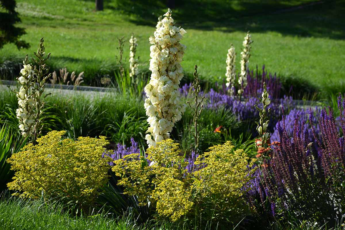 A horizontal image of a flowerbed with tall yucca flowers and a shorter, colorful perennials, pictured in bright sunshine.