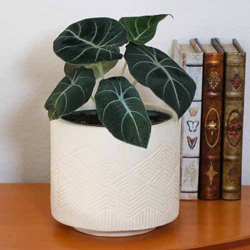 A square image of a potted alocasia 'Black Velvet' plant on a wooden table with three books to the right of the frame.