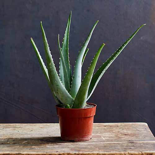 A close up square image of an aloe vera plant in a small pot set on a wooden surface pictured on a dark background.